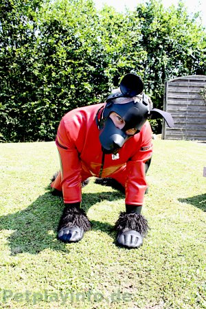 Hund im Garten