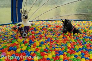©Sternchen, Crazy_Pony und BlackDash Tiere%20im%20B%C3%A4llebad